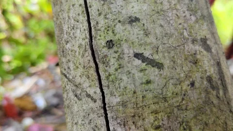 Close-Up View of Tree Bark with Cracks and Moss in the Garden Stock Footage 304255252