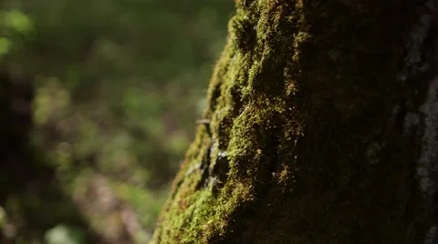 Close up view of Tree bark Stock Footage 56030780