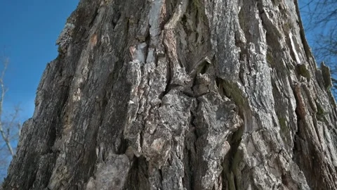 Close-up view of tree bark, highlighting unique textures and patterns in natural Stockbeeldmateriaal 337101537