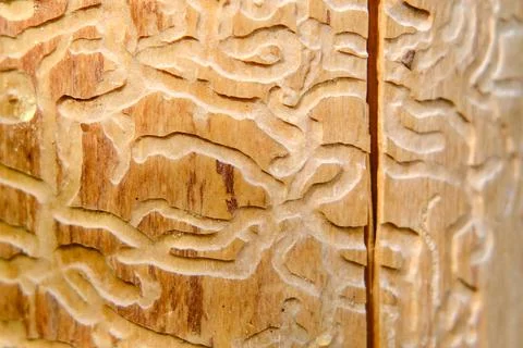 Close-up view of tree bark with intricate patterns made by bark beetles. Deta Stock Photos