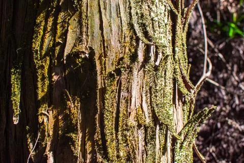 Close-Up View of Tree Bark with Moss in Natural Sunlight Stock Photos