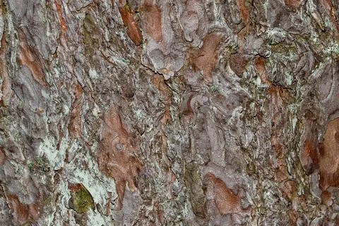 Close up view at the tree bark. Natural texture. Stock Photos