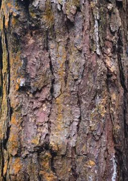Close up view of tree bark 库存照片