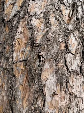 Close up view at the tree bark. Stock Photos