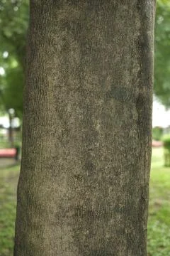 Close-up view of tree bark Foto stock
