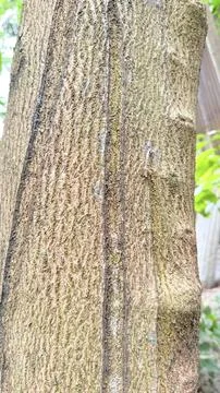 Close up view of tree bark revealing intricate textures, vertical grooves, an 写真素材