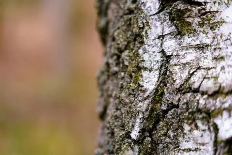 Close view of tree bark showcasing texture and colors in natural setting Stock Photos