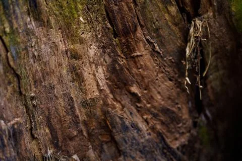 Close view of tree bark showing textures and details in natural setting Stock Photos