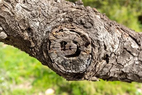 A close view of tree bark shows the texture and unique patterns Stock Photos