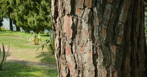 Close-up view of a tree bark texture, rough stripped surface. Detailed focus Stock Footage 276391669