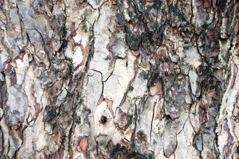 Close-up view of a tree bark texture Stock Photos