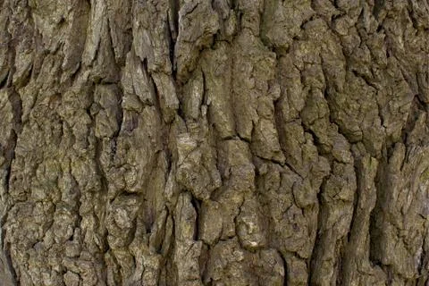 Close-up view of the tree bark. Texture for background Stock Photos