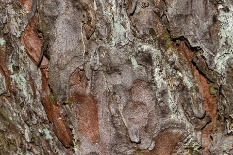 Close up view at the tree bark texture. Stock Photos