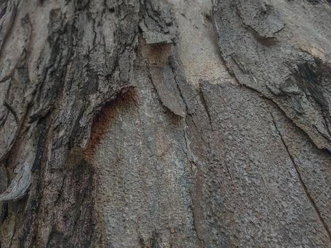 Close-up view of tree bark texture Foto stock