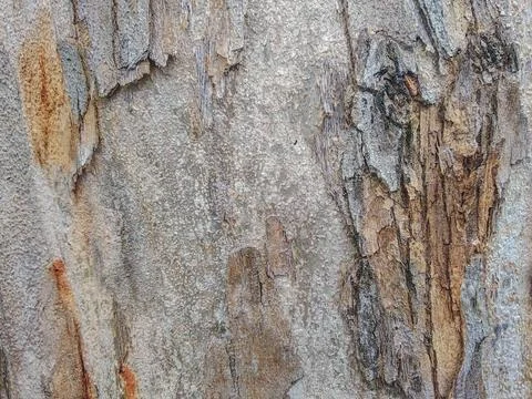 Close-up view of tree bark texture Foto stock