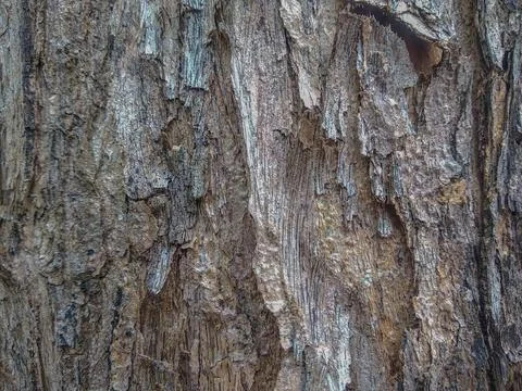 Close-up view of tree bark texture Stock Photos