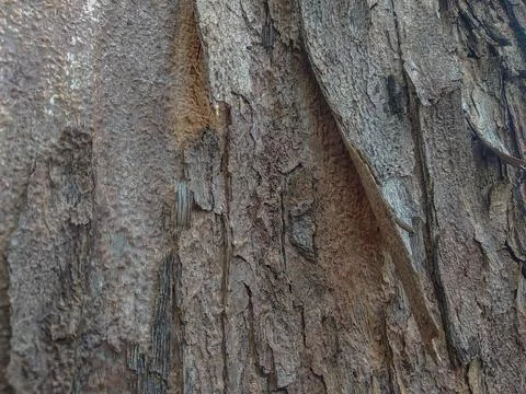 Close-up view of tree bark texture Stock-Fotos