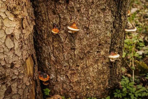 Close-up view of tree bark with various fungi growing on the surface, showc.. Photos
