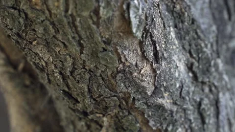 Close-up view of tree bark, wood texture. Stock Footage 287036746