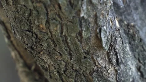 Close-up view of tree bark, wood texture. Stock Footage 287036755