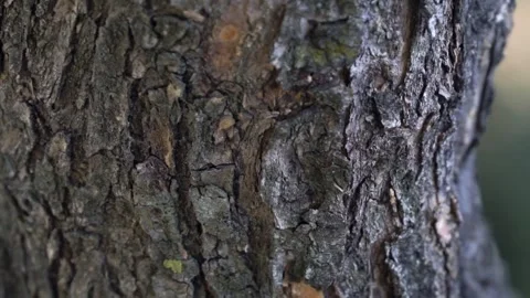 Close-up view of tree bark, wood texture. Видео 287036758