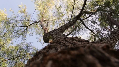 Close up view of a tree from below, wind moving its leaves 動画素材 119345056