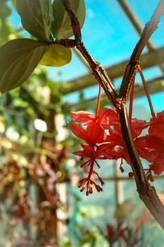 Close up view of a tree branch with a bunch of red flowers Stock Photos