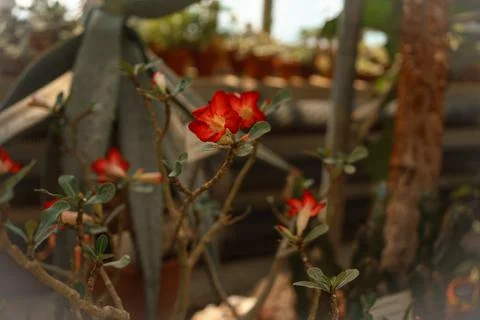 Close up view of a tree branch with a bunch of red flowers Stock Photos