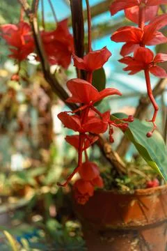 Close up view of a tree branch with a bunch of red flowers Stock Photos