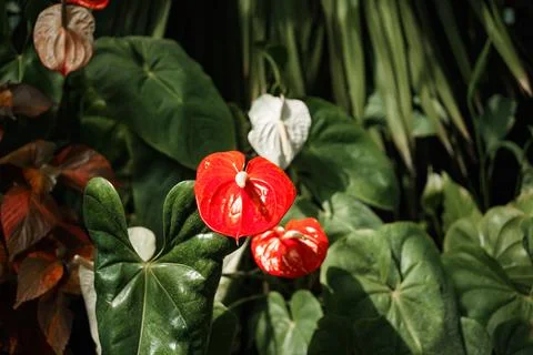 Close up view of a tree branch with a bunch of red flowers Foto stock