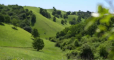 Close up view of tree branch with leaves and focus shift on a green hills Stock Footage 263092070