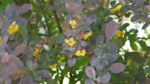 A close up view of a tree branch with little yellow flowers. Stock Footage 122946517