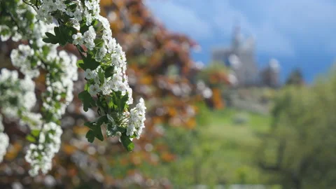 A close up view of a tree branch with white flowers. Stock Footage 154416672
