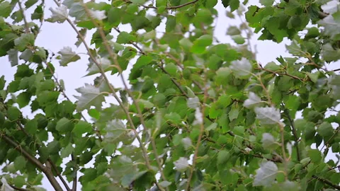 A close-up view of tree branches and leaf foliage blown by strong wind Stock Footage 323032486