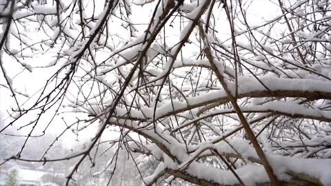 Close up view of tree branches covered with fresh white winter snow Stock Footage 342329110