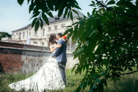 Close-up view of the tree branches covered with green leaves at the blurred Stock Photos