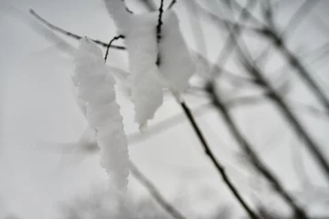 Close-up view of tree branches covered in fresh heavy white winter snow Stock Photos