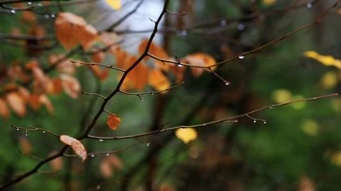 Close up view of tree branches with glistening raindrops on bare twigs and Vídeo Stock 325297153
