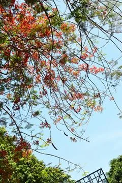 Close up view of tree branches, green leaves and pink flowers at tree top Stock Photos