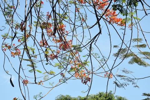 Close up view of tree branches, green leaves and pink flowers at tree top Stock Photos
