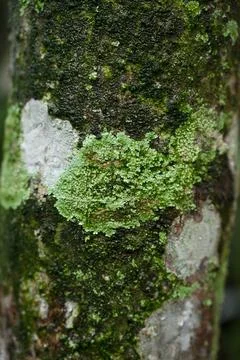Close-up view of a tree covered in green moss Stock Photos
