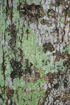Close-up view of a tree covered in green moss Stock Photos