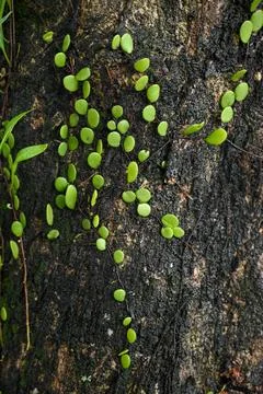 Close-up view of a tree covered in green moss Stock Photos