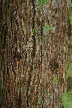 Close-up view of a tree covered in green moss Fotos Stock