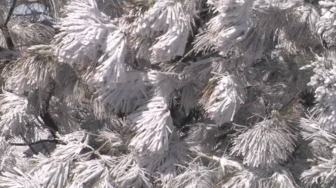 Close view of a tree covered with snow.  Stock Footage 54757591