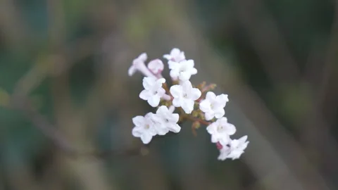A close up view of tree flowers in spring. Stock Footage 304843998