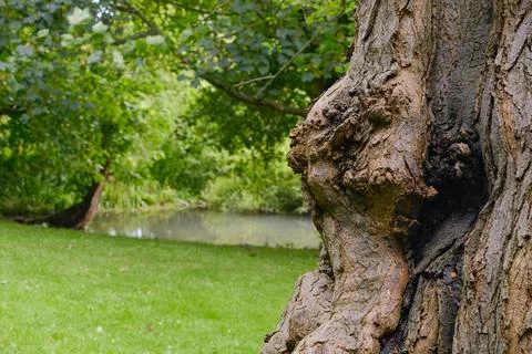 Close up view of tree with green grass in the background Stock Photos