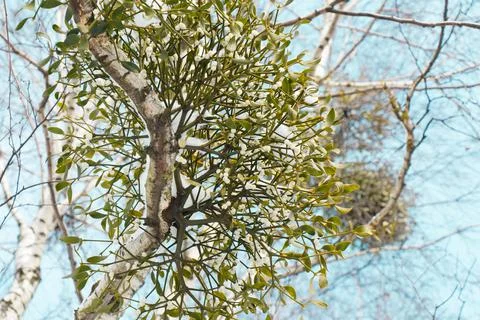 Close up view on a tree with green mistletoe against a clear sky Stock Photos