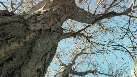 Close up view of the tree with its bare branches and fallen leaves in autumn  Stock Footage 236911849