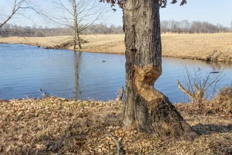 Close view of tree by a lake with severe beaver damage, winter Stock Photos